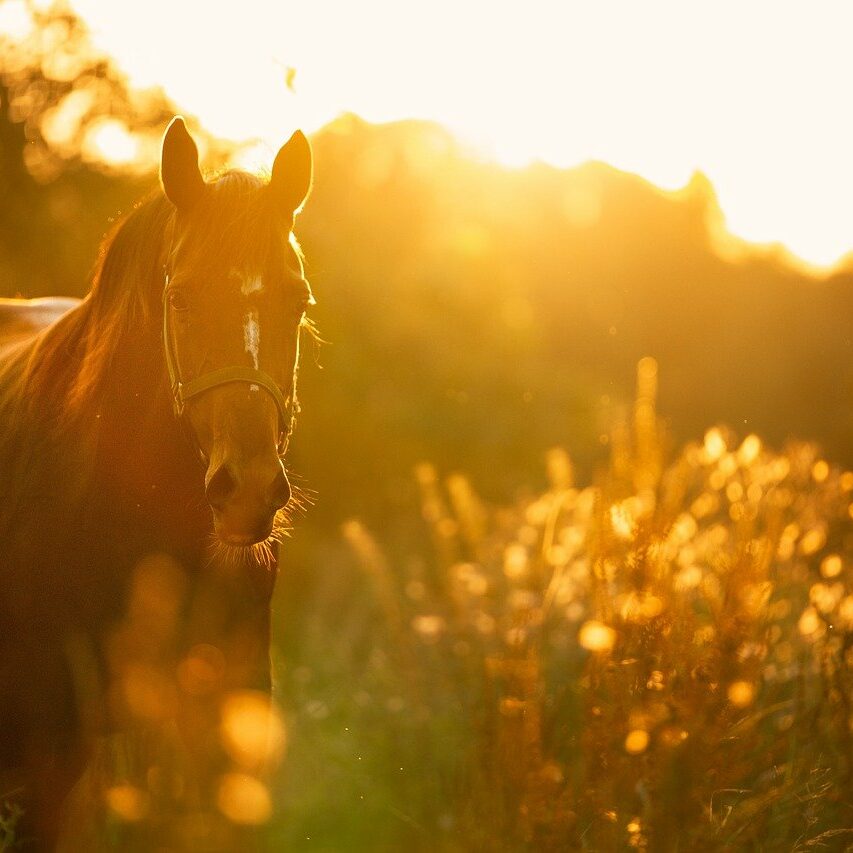 horse, light, sunset-4810484.jpg